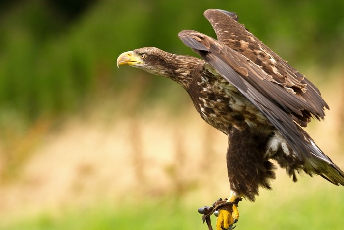 A juvenile eagle perched with wings spread