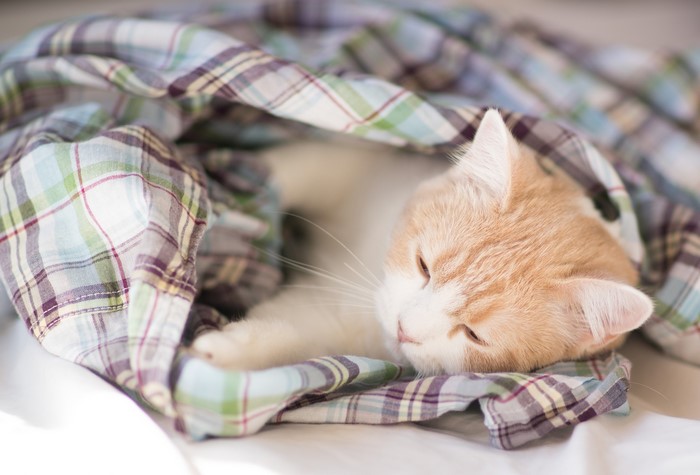 Orange and white cat sleeping in a plaid shirt