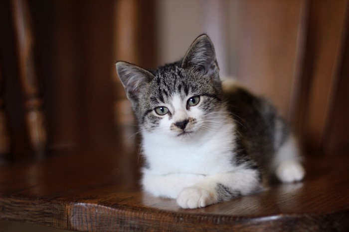 Kitten sitting on a wooden chair
