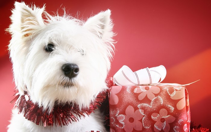 West Highland White Terrier with a Christmas Gift