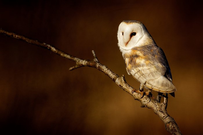 Barn owl perched on a branch