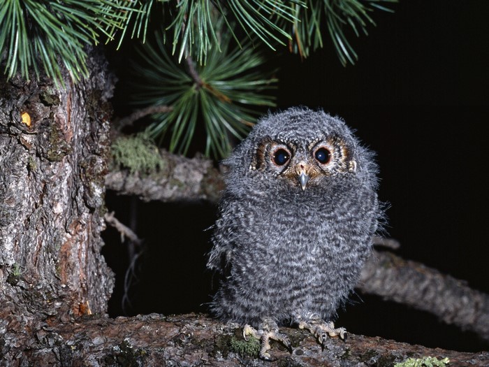 Young owl perched on a tree branch