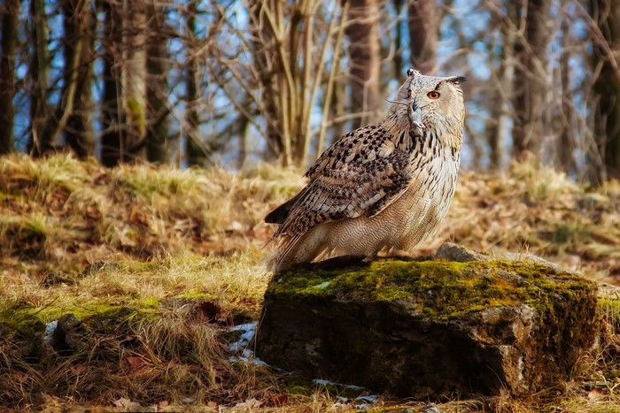 Eurasian eagle-owl with prey on a mossy rock