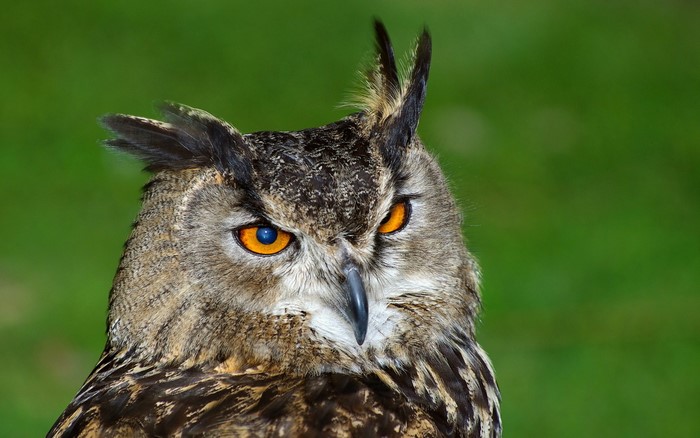 Close-up of a Great Horned Owl's face