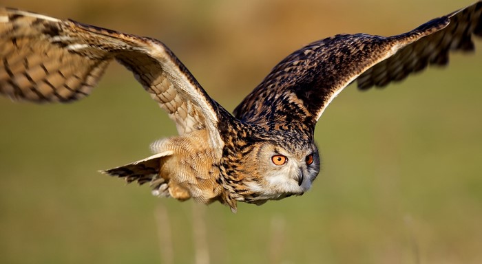 Birds, Owls, Glance, Wings, Flight, HD Wallpaper | Rare Gallery