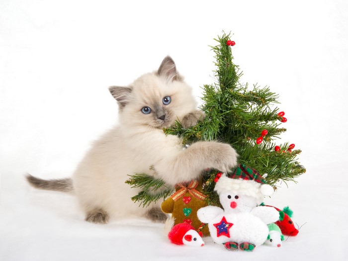 Kitten playing with a Christmas tree and toys