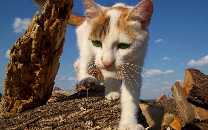 Calico cat with green eyes on logs