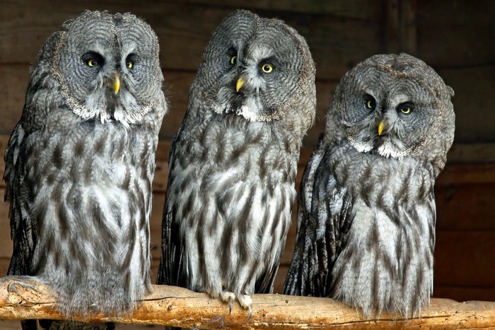Three Great Grey Owls perched on a branch