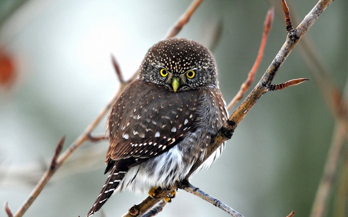 Small owl with yellow eyes perched on a branch