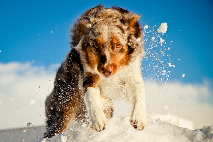 Australian Shepherd dog jumping in snow