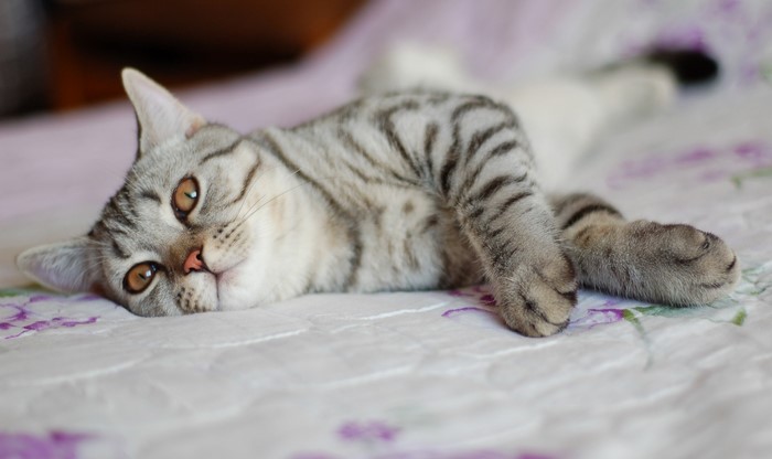 Tabby cat lying on a patterned blanket