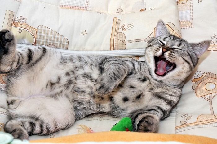 A tabby kitten yawning widely on a blanket