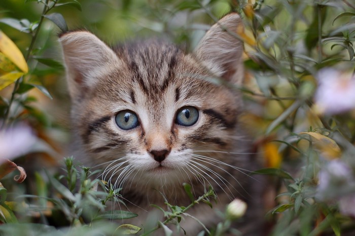Kitten peeking through foliage