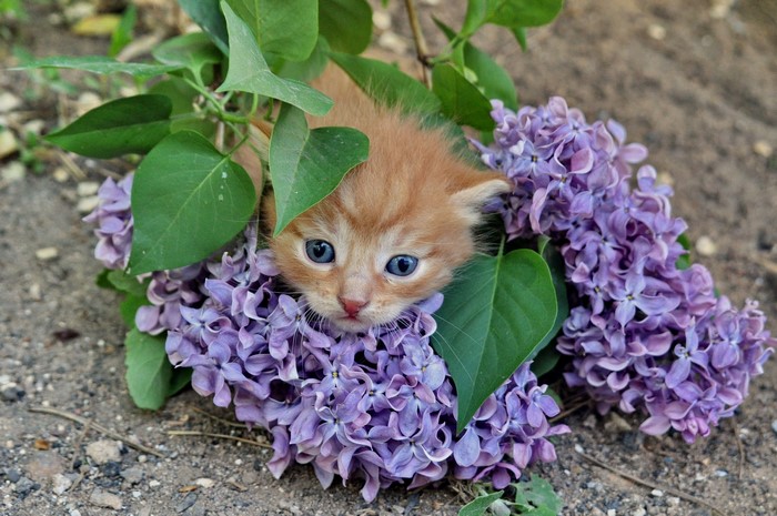 Orange kitten peeking from lilac flowers
