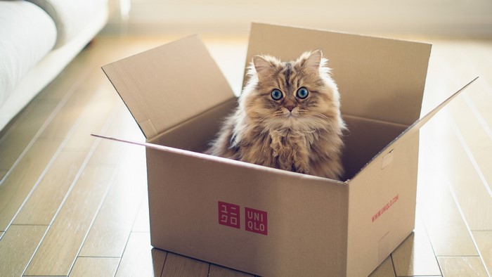 Fluffy cat sitting in a Uniqlo box