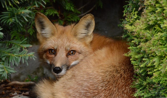 A fox peeks out from behind green foliage