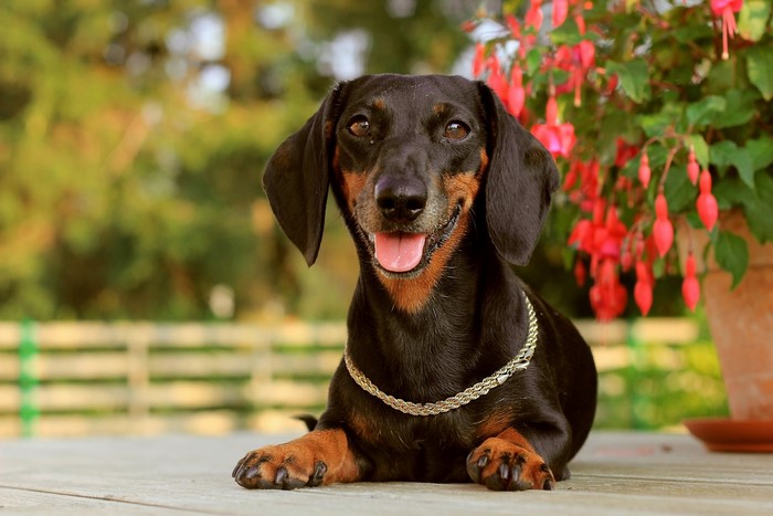 Black and tan Dachshund dog with a chain necklace