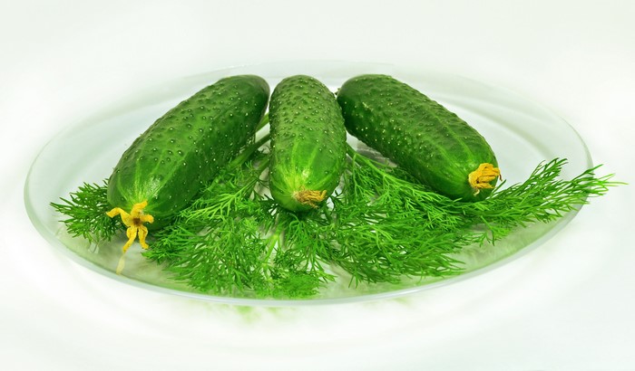 Three cucumbers with dill on a plate