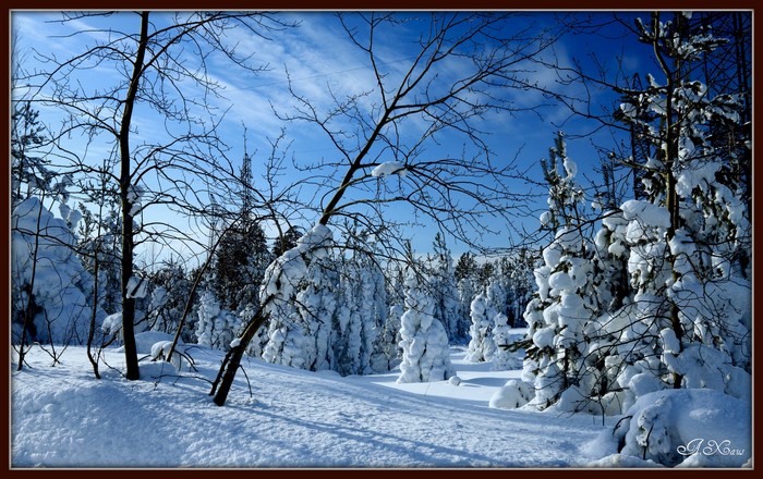 Snowy forest with bare and snow-covered trees under a blue sky