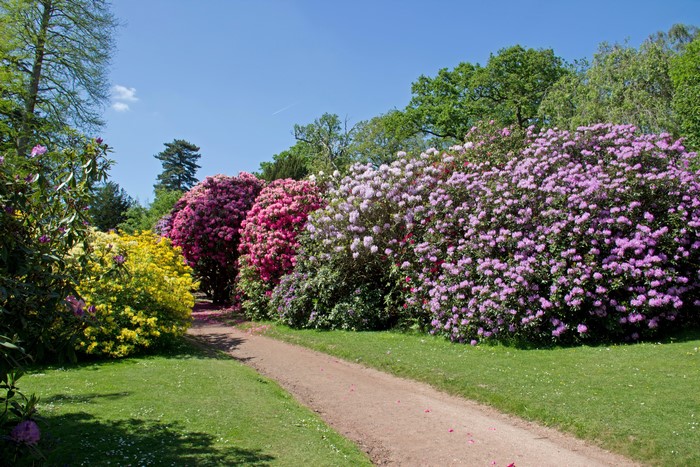 Rhododendrons in bloom in an English park