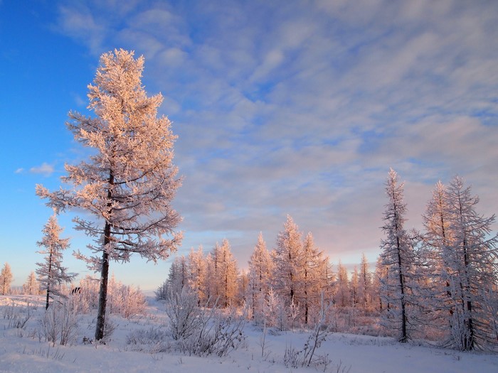 Winter forest with snow-covered trees under a cloudy sky