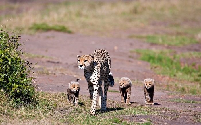 Cheetah mother with three cubs walking on dirt road