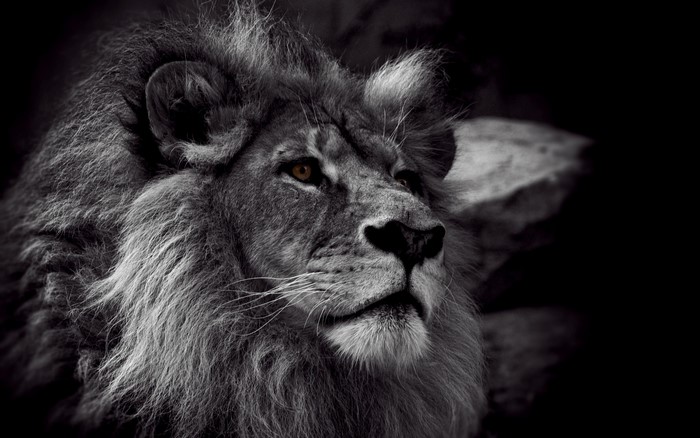 Close-up of a lion's face