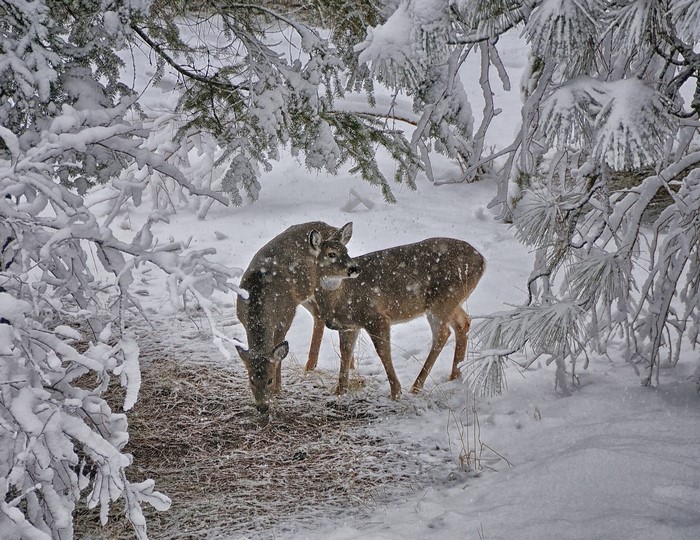 Two deer in a snowy forest