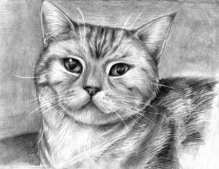 Pencil sketch of a tabby cat looking forward