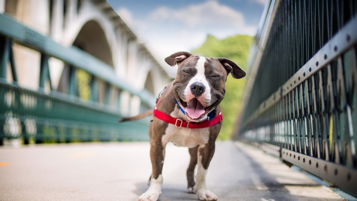 Happy Pitbull on a Bridge