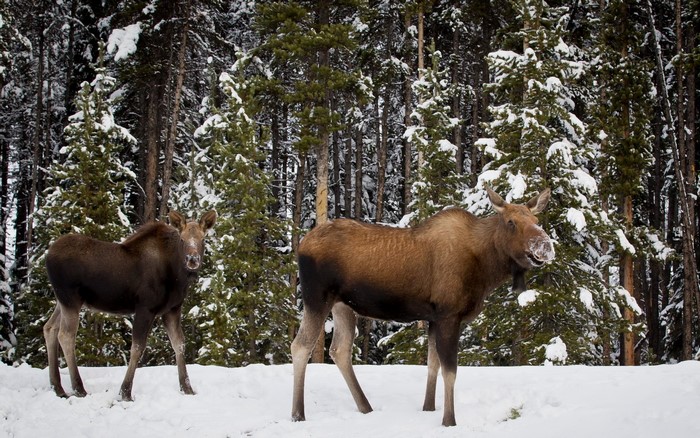 Two moose in a snowy forest