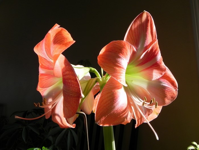 Close-up of two blooming Amaryllis flowers