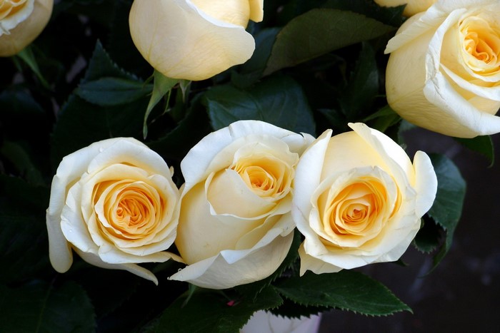 Cream and yellow roses with dark green leaves