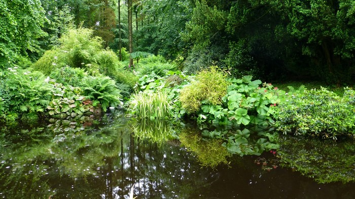A tranquil garden pond surrounded by lush greenery and ferns.