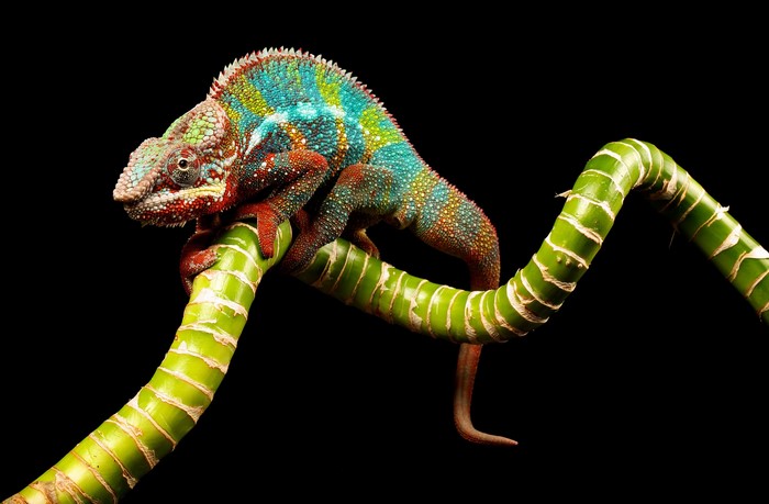 Colorful Chameleon on a Bamboo Branch