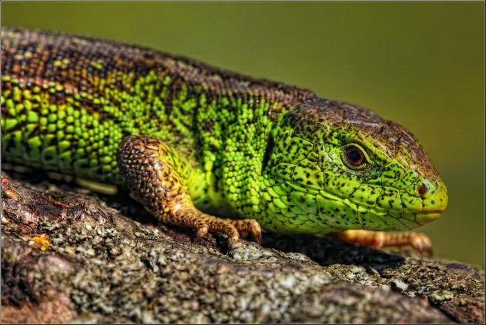 Close-up of a green lizard on a branch