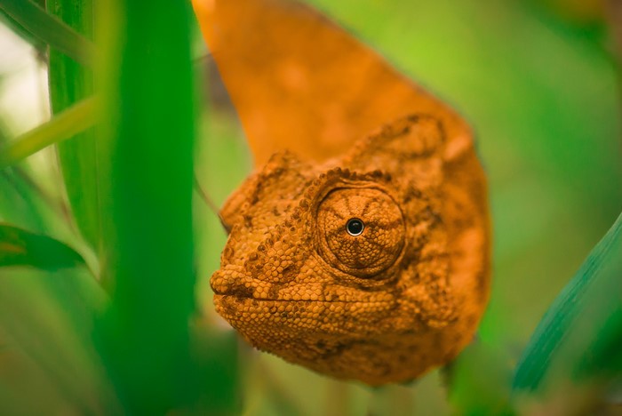 Orange chameleon peeking through green leaves