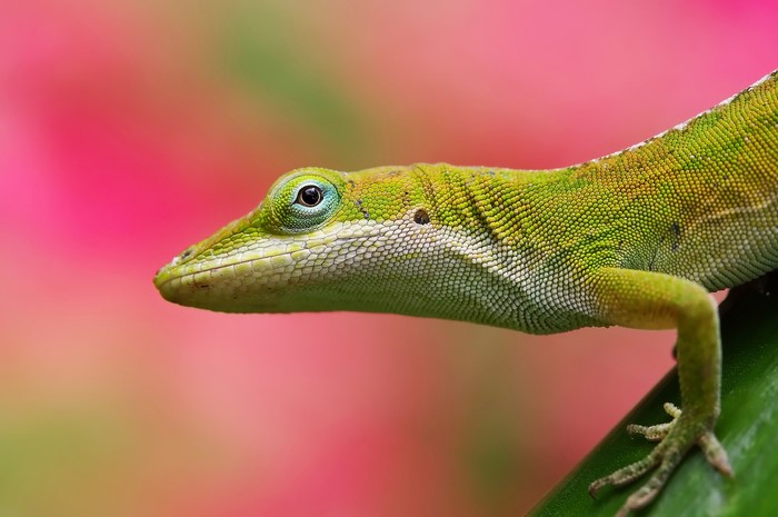 Green anole lizard on a plant with pink background