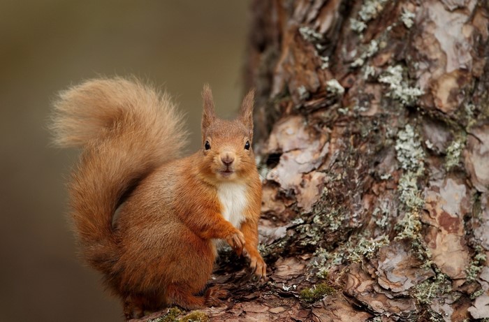 Red squirrel on a tree trunk
