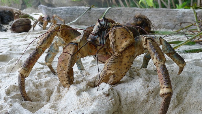 Coconut crab on a sandy beach