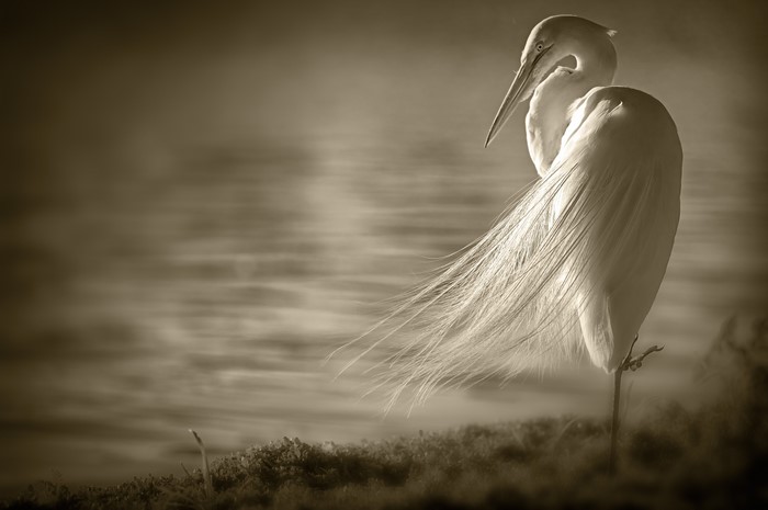 Great Egret with flowing tail feathers