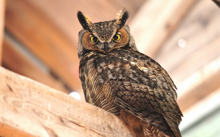 Great Horned Owl perched on wooden beam