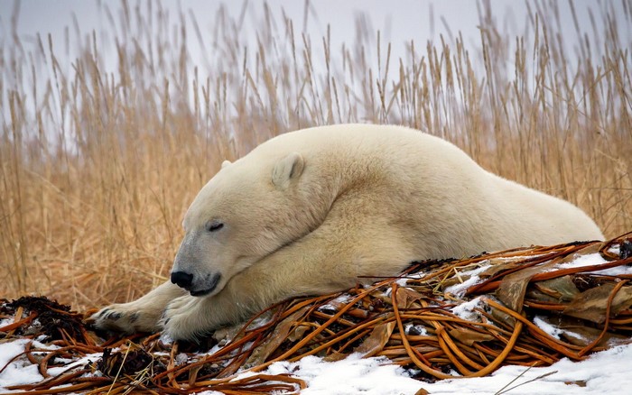 Polar bear sleeping on dried reeds and snow
