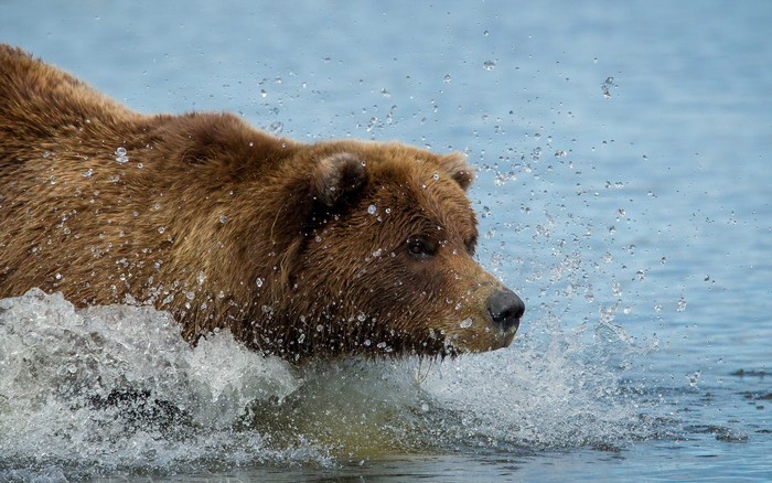 Brown bear splashing in water