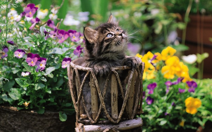 Kitten sitting in a basket with flowers