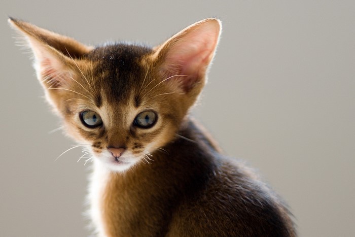 Abyssinian kitten with large ears looking sideways