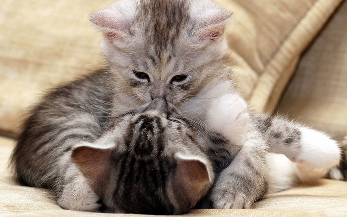 Two adorable tabby kittens playing together