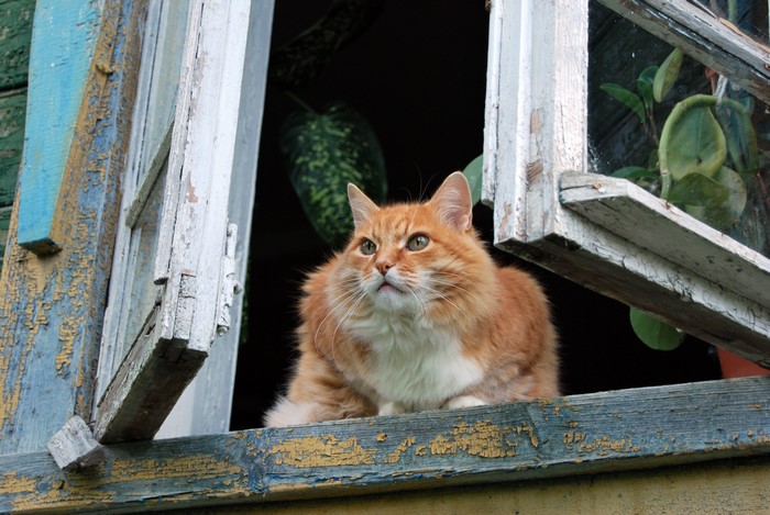 Orange cat looking out of a window