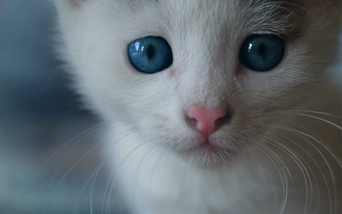 Close-up of a white kitten with blue eyes