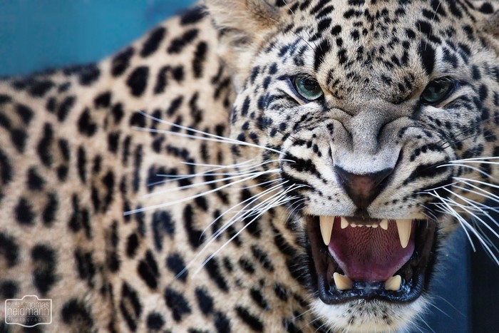 Leopard snarling with sharp teeth and green eyes
